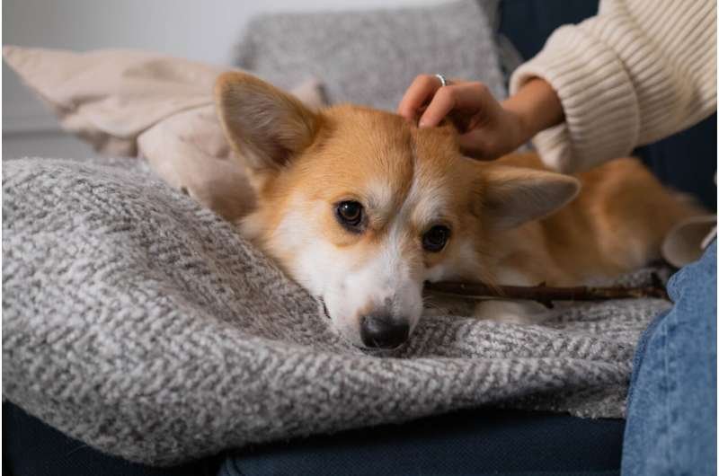 Acariciar a un perro puede preparar al cuerpo para afrontar el estrés